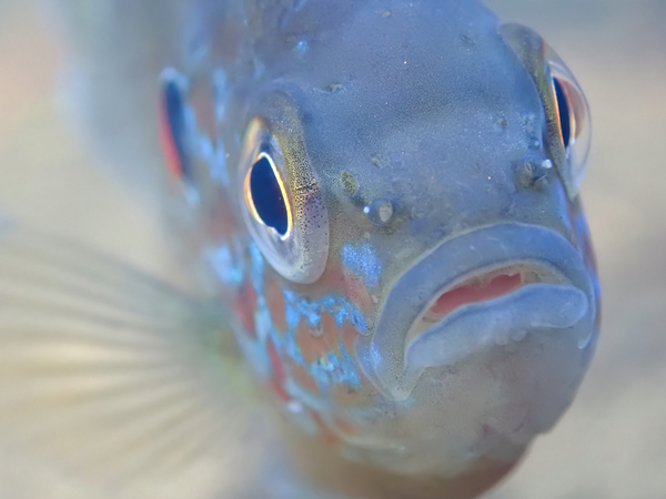 Pumpkinseed sunfish by naturetidbits