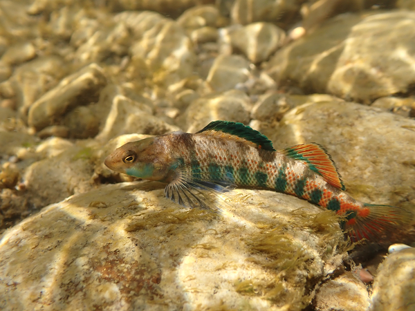 Rainbow darter 3 Print