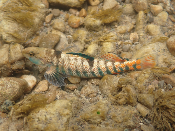 Rainbow darter 4 Print