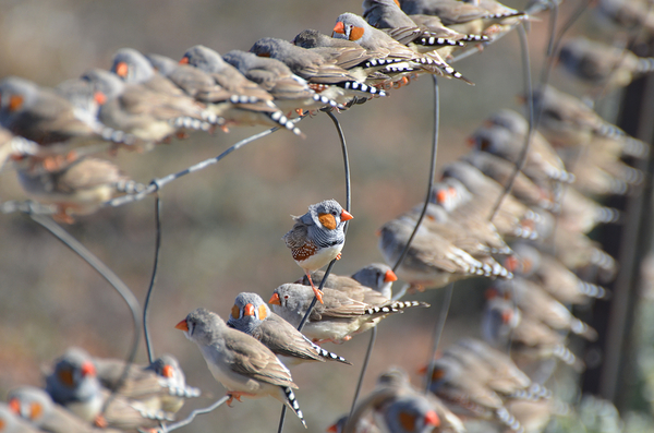 Zebra finches by naturetidbits