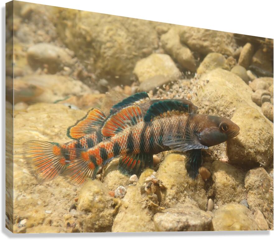 Rainbow darter 2 Canvas Print