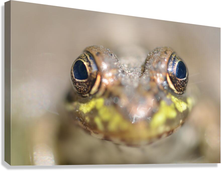 Frog Canvas Print