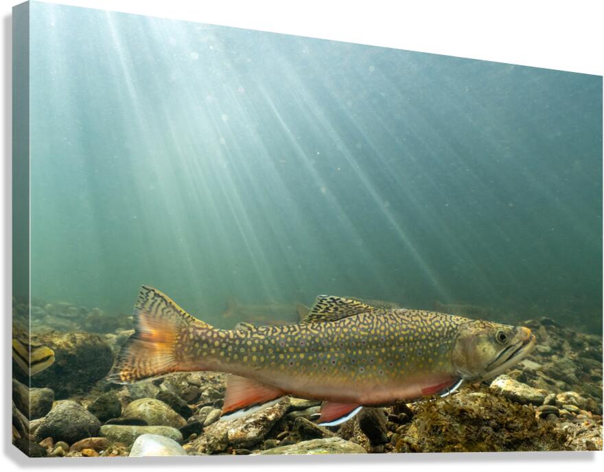Brook trout 2 Canvas Print