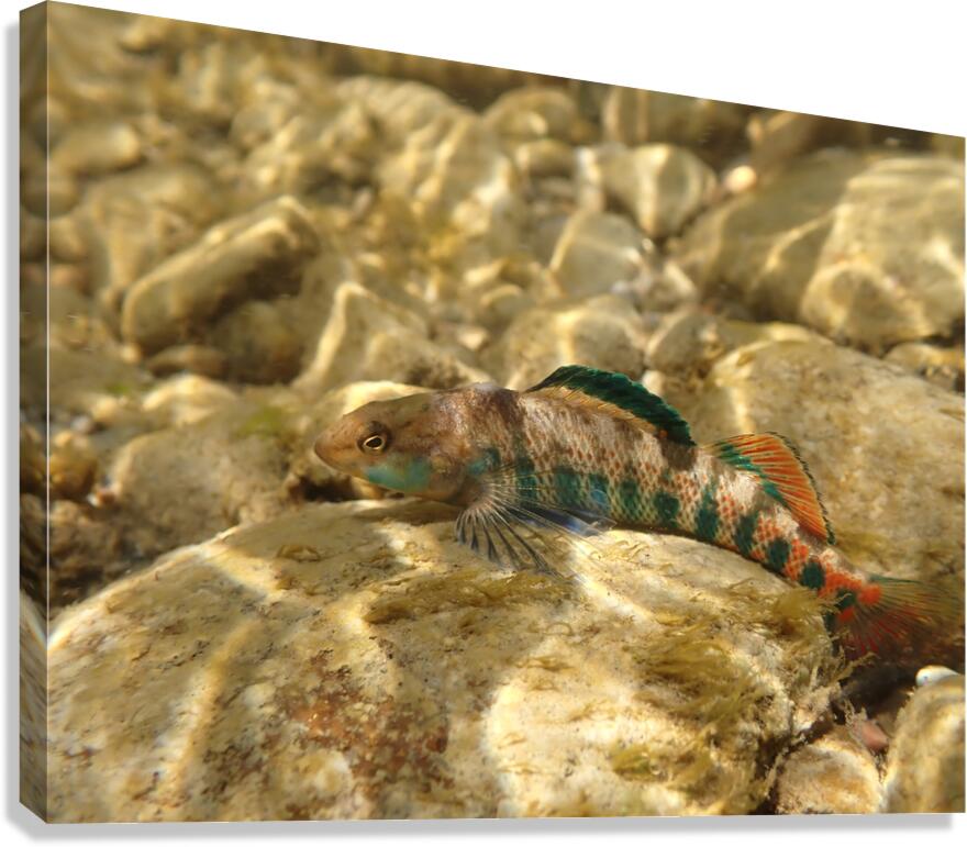 Rainbow darter 3 Canvas Print