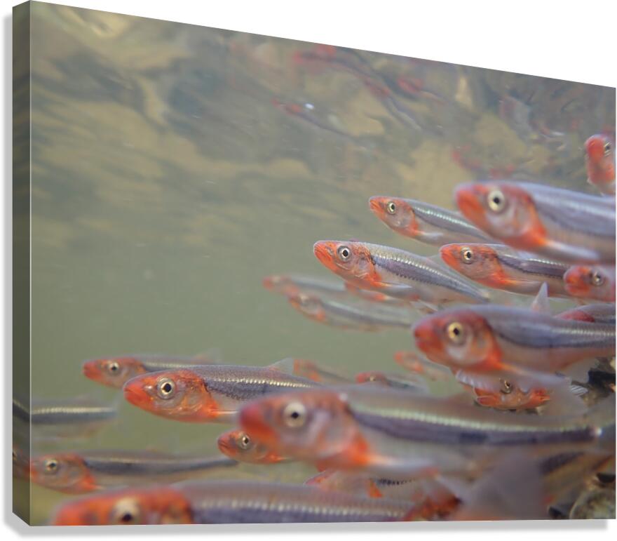 Rosyface shiners 2 Canvas Print