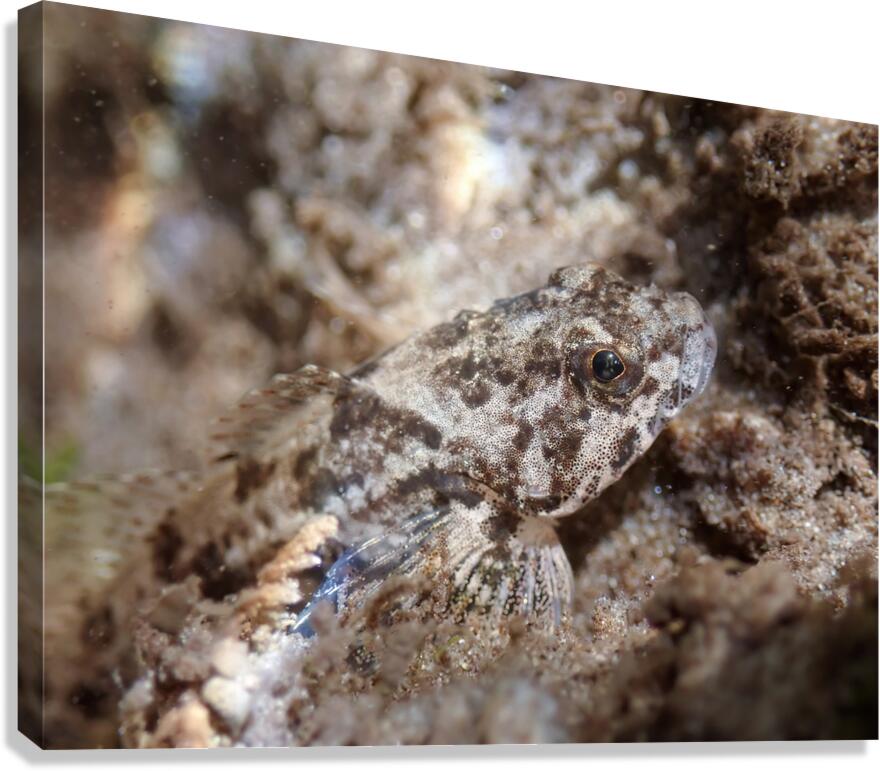 Sculpin Canvas Print