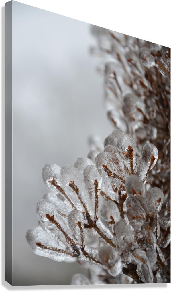 Ice storm Canvas Print