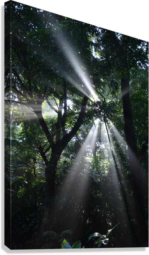 Forest rays Canvas Print