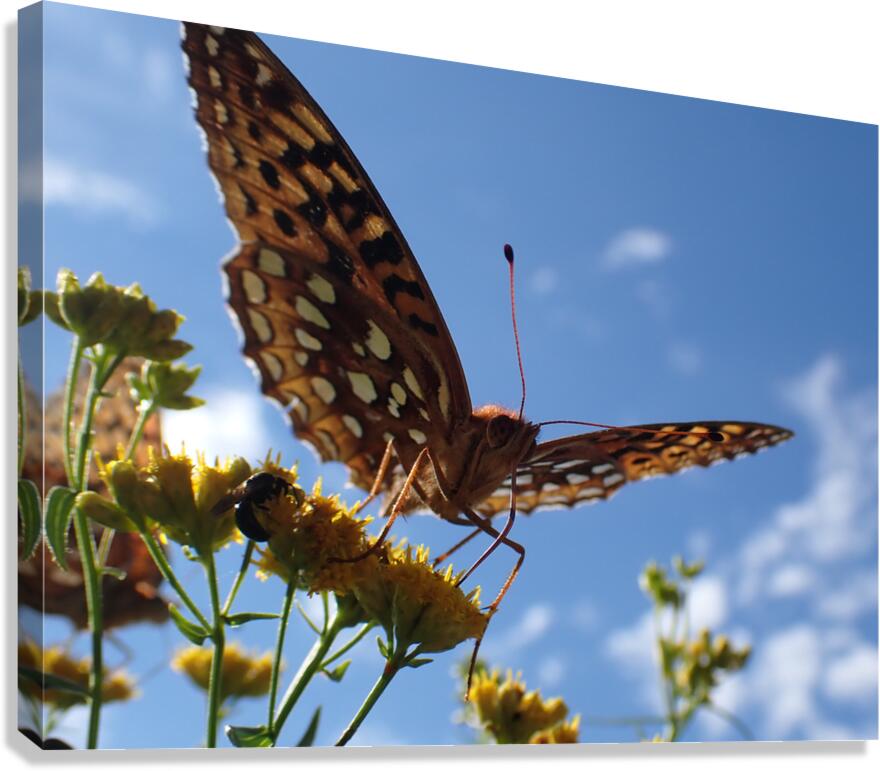 Butterfly Canvas Print