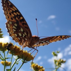 Butterfly