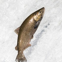Chinook salmon 1