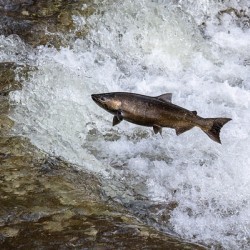 Chinook salmon 2