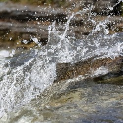 Chinook salmon 3