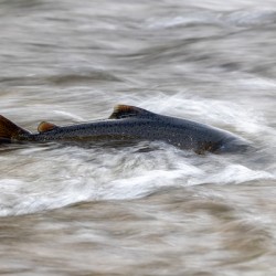 Chinook salmon 4