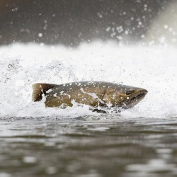 Chinook salmon 5
