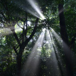 Forest rays