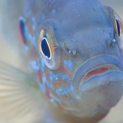 Pumpkinseed sunfish