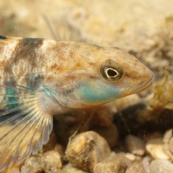 Rainbow darter 1