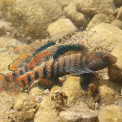 Rainbow darter 2
