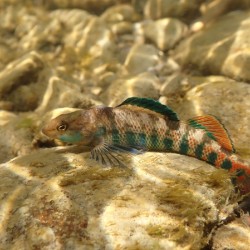 Rainbow darter 3