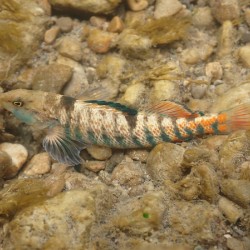 Rainbow darter 4