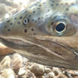 Steelhead headshot