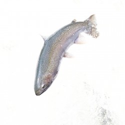 Steelhead leap