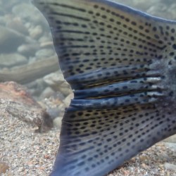Steelhead tail