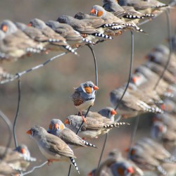 Zebra finches