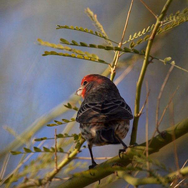 Finch by Cindy Moleski