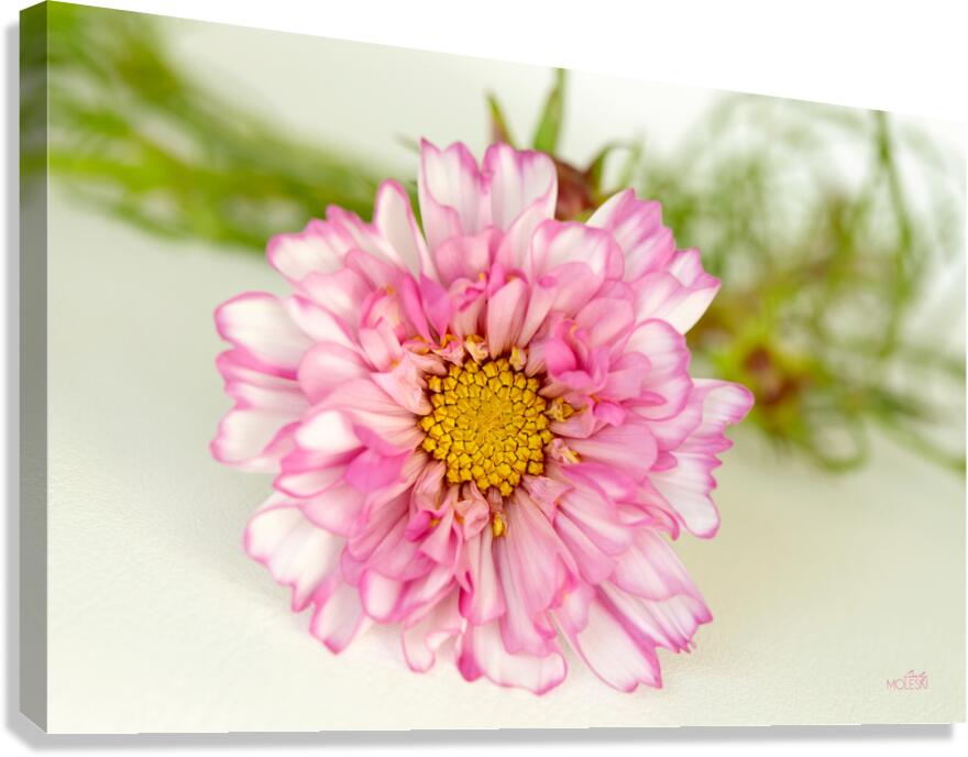 Cosmos Canvas Print