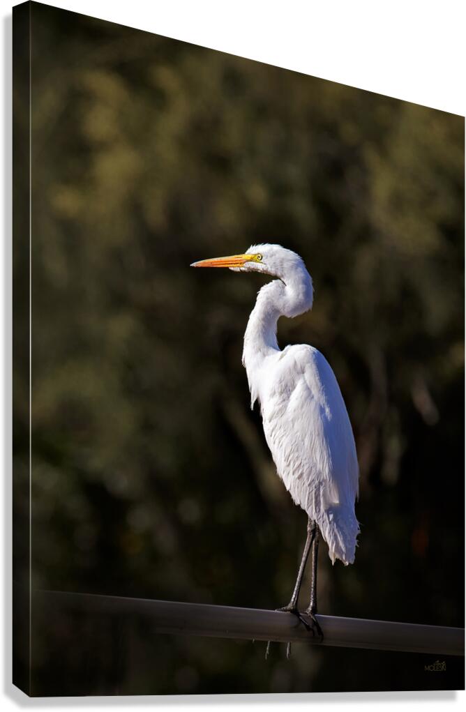 Egret Canvas Print