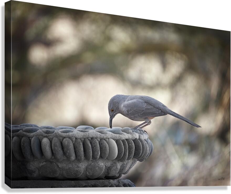 Dusk Thrasher Canvas Print