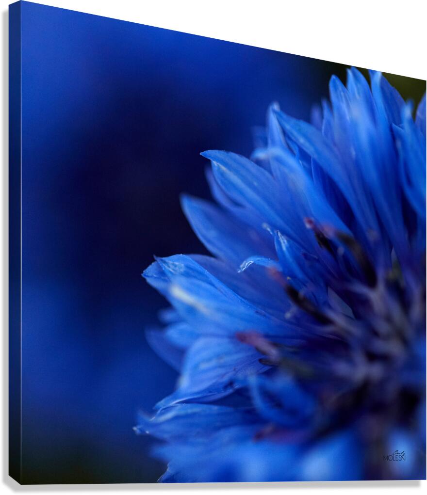 Blue Canvas Print