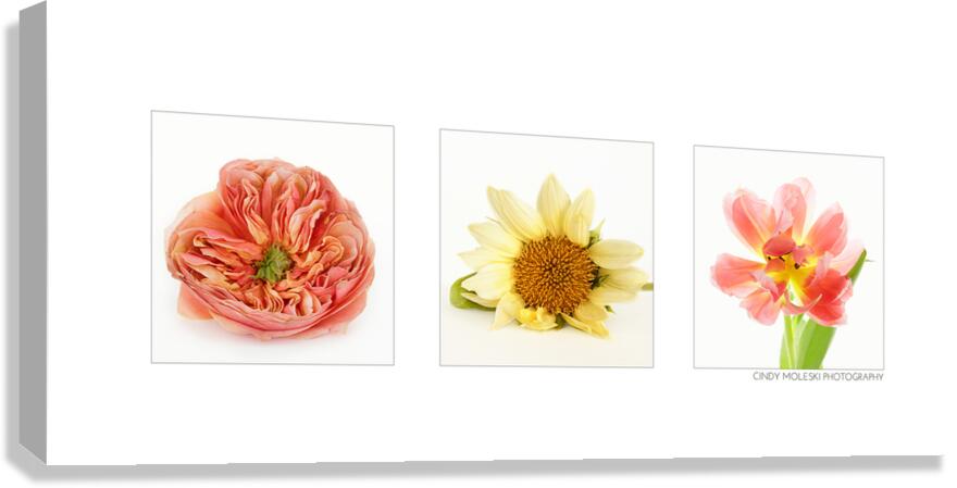 TulipPeony and Sunflower Horizontal Canvas Print