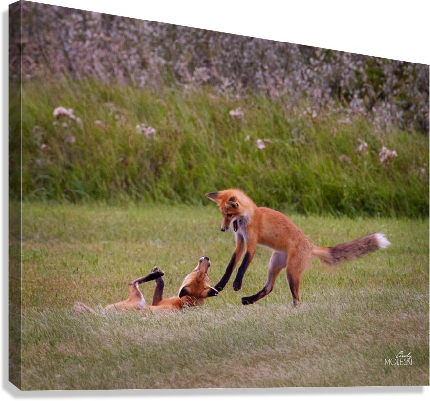 Let s Rumble Canvas Print