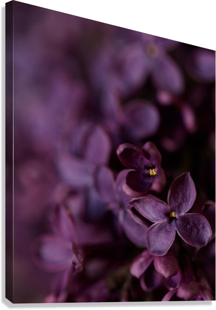 Dark Lilac Canvas Print