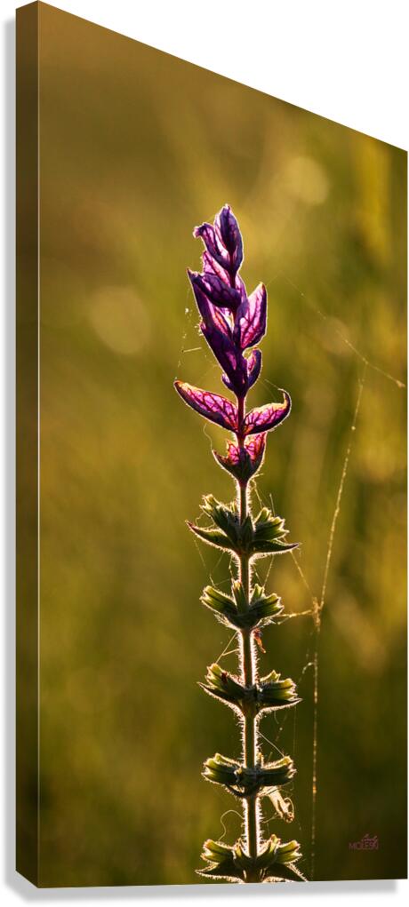 Sage Canvas Print