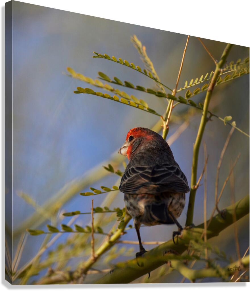 Finch Canvas Print