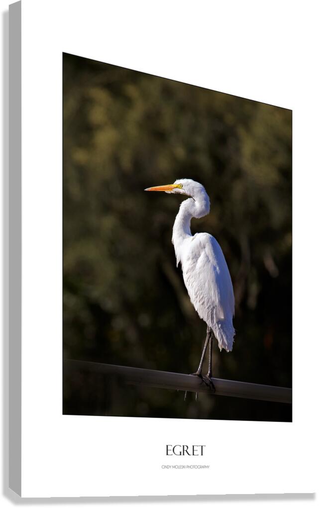 Egret Poster Canvas Print