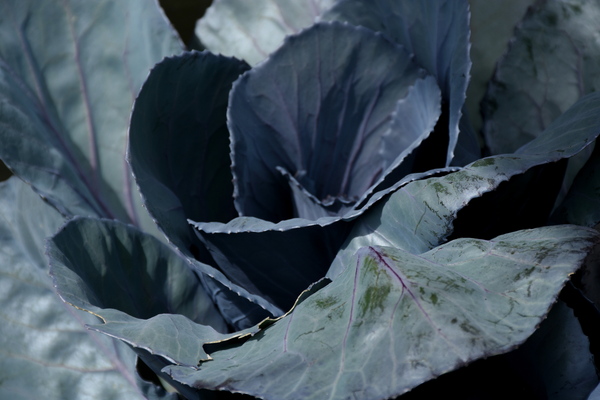 Purple Red cabbage from Vegetable Garden by Michaela Scherr