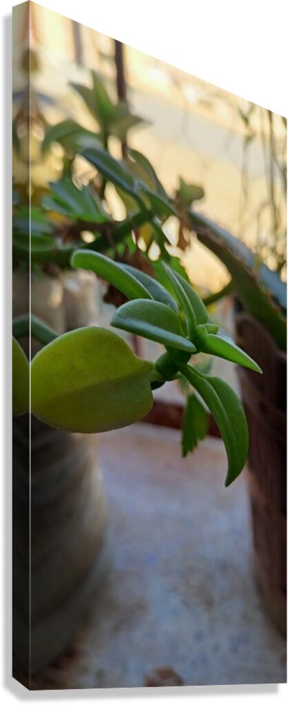 green nature Canvas Print