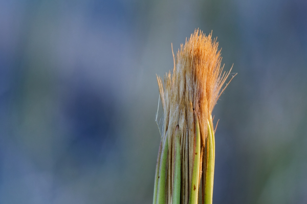 20210409IMG 8494 Print