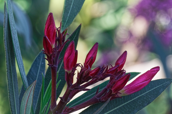 20210508IMG 9264 Print