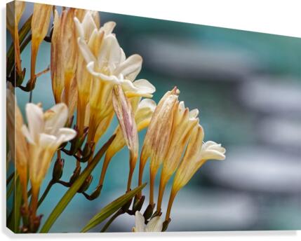 20210414IMG 8058 Canvas Print