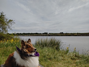 Sheltie Refllection