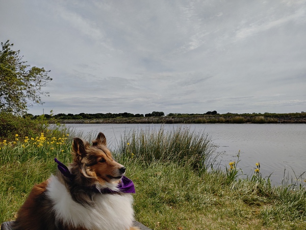 Sheltie Refllection Print