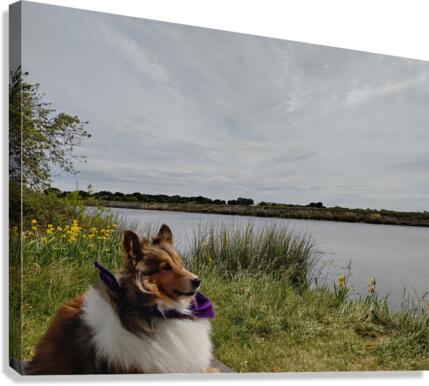 Sheltie Refllection Canvas Print