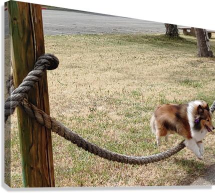 Sheltie Skillz Canvas Print