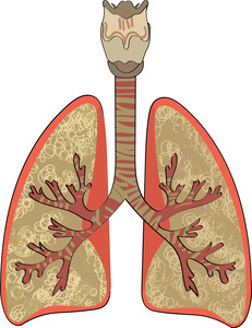 lungs trache